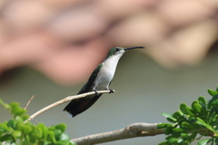 Anthracothorax dominicus