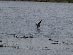 Rynchops flavirostris