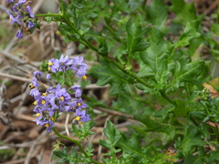 Solanum pinnatum