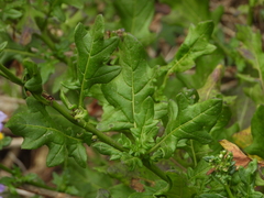 Solanum pinnatum