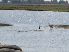 Rynchops flavirostris