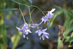 Solanum amygdalifolium