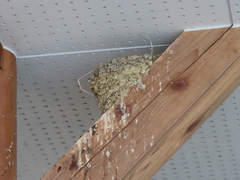 Hirundo rustica gutturalis