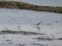 Rynchops flavirostris