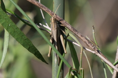 Schistocerca flavofasciata