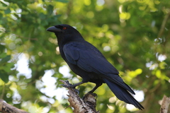 Corvus leucognaphalus