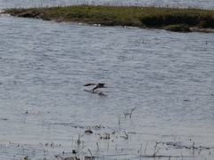 Rynchops flavirostris