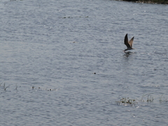 Rynchops flavirostris