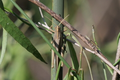 Schistocerca flavofasciata