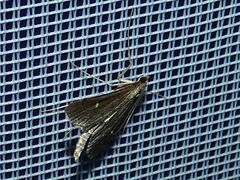 Dolicharthria punctalis