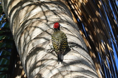 Melanerpes striatus
