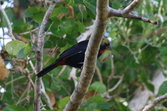 Melopyrrha violacea