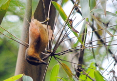 Anabacerthia lichtensteini