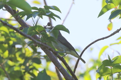 Vireo altiloquus