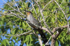 Coccyzus longirostris