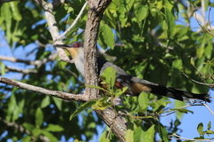 Coccyzus longirostris