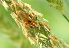 Cantharis rufa