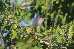 Coccyzus longirostris