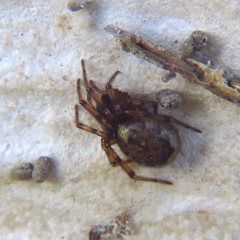 Enoplognatha mandibularis