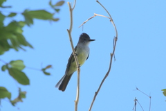 Myiarchus stolidus