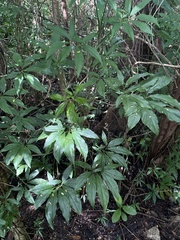 Syngonium