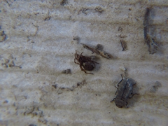 Enoplognatha mandibularis