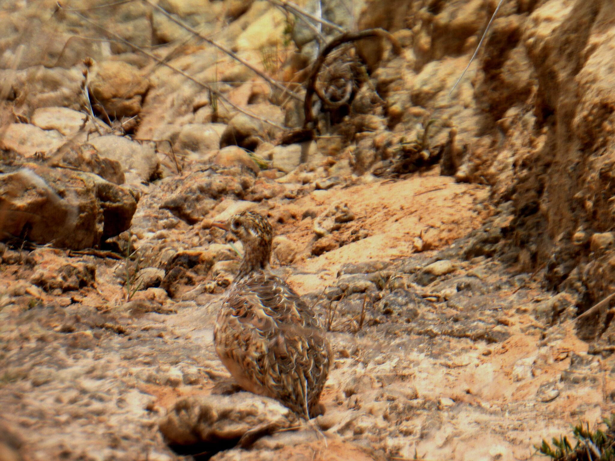 Darwin's Nothura (Nothura darwinii), photo 9