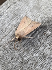 Mythimna convecta