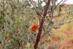 Grevillea wickhamii
