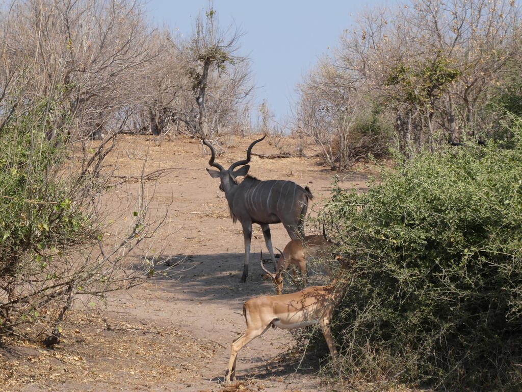 Tragelaphus strepsiceros strepsiceros, Chobe District, Botsuana, by Stephan Pflume