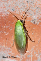 Panchlora