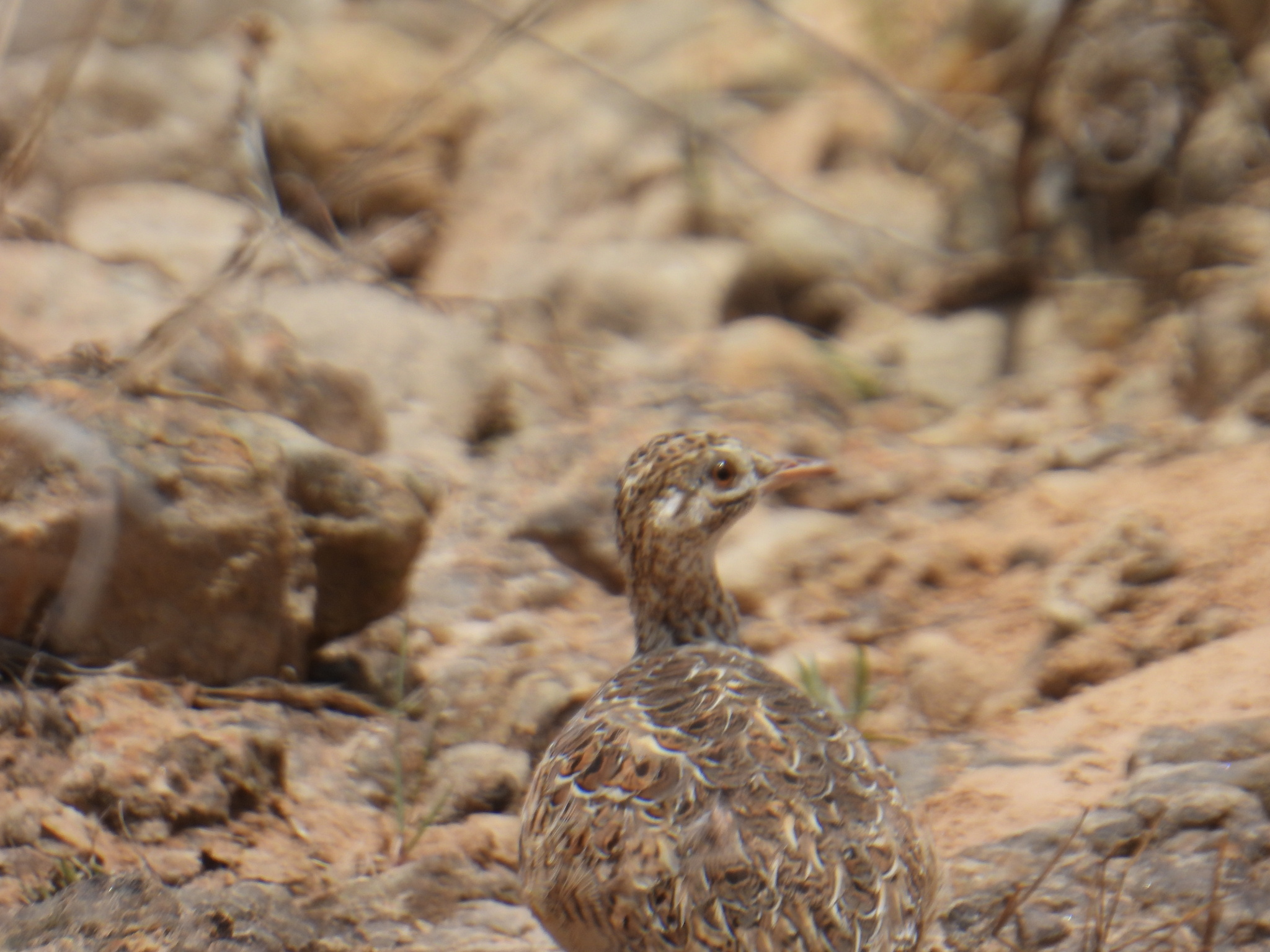 Darwin's Nothura (Nothura darwinii), photo 10