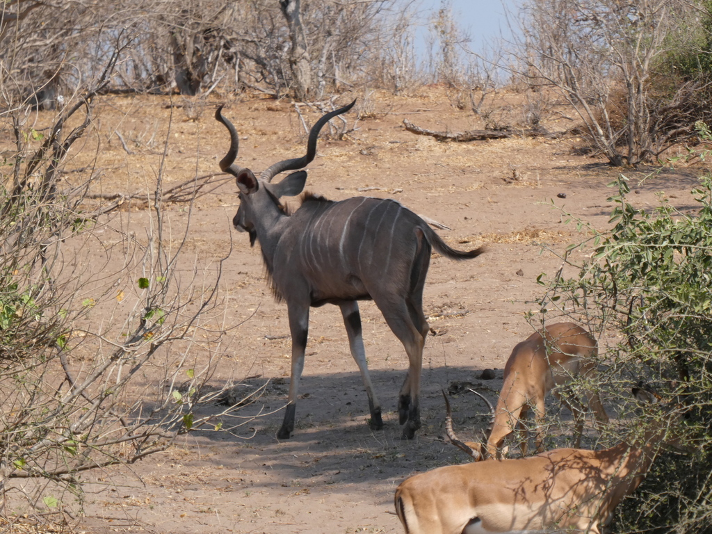 Tragelaphus strepsiceros strepsiceros, Chobe District, Botsuana, by Stephan Pflume