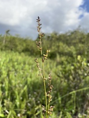 Scleria microcarpa