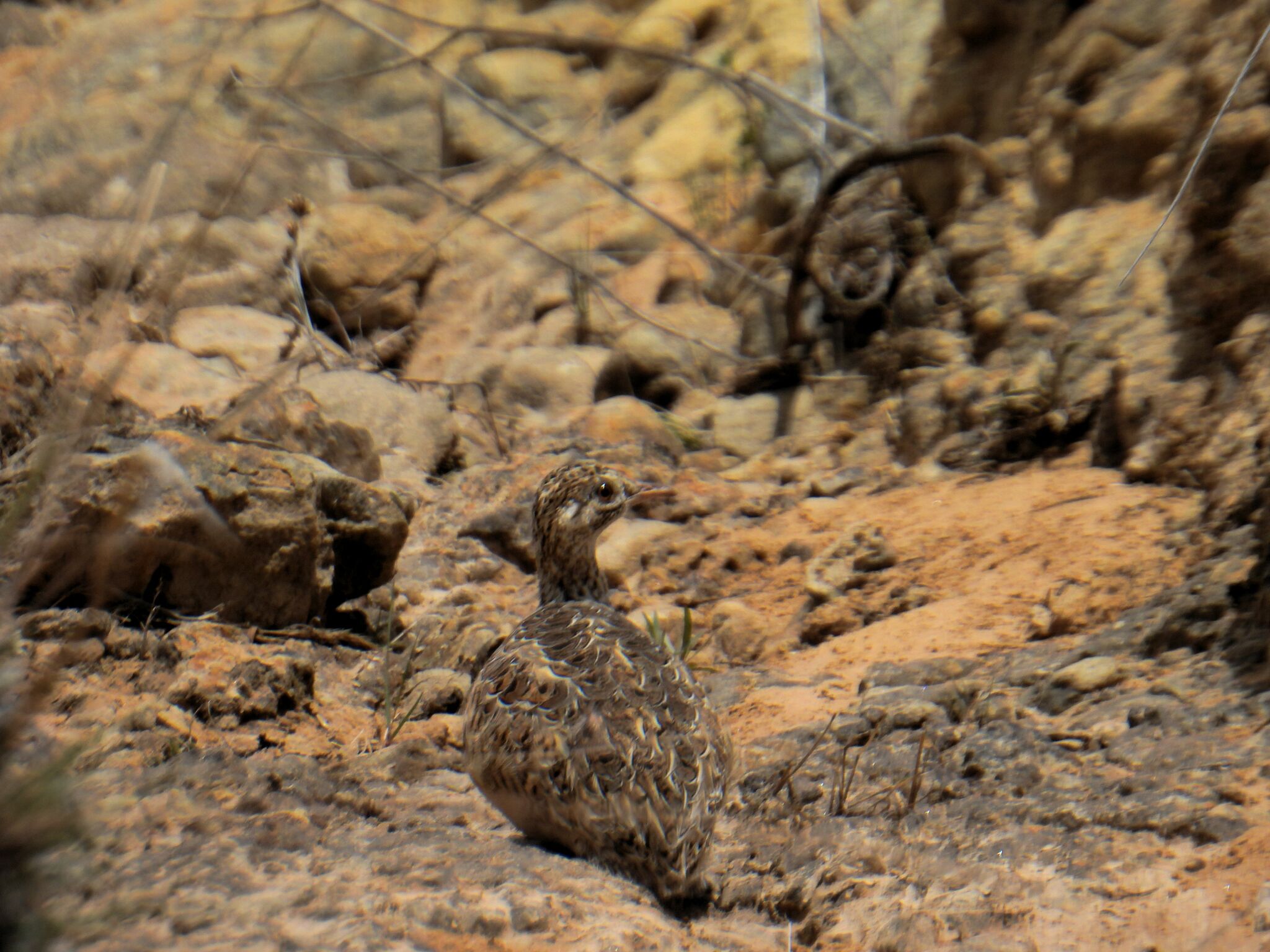 Darwin's Nothura (Nothura darwinii), photo 8