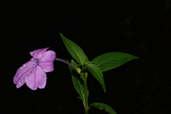 Ruellia jussieuoides