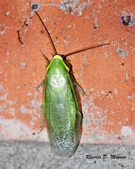 Panchlora