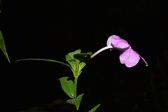 Ruellia jussieuoides