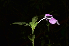 Ruellia jussieuoides