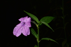 Ruellia jussieuoides