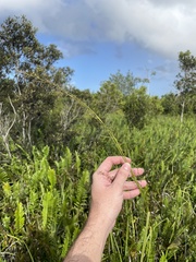 Scleria microcarpa
