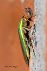 Panchlora