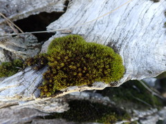 Plenogemma phyllantha