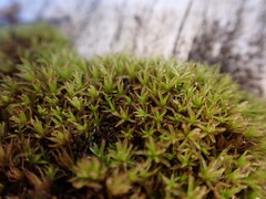 Plenogemma phyllantha