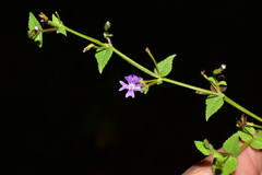 Hyptis mutabilis