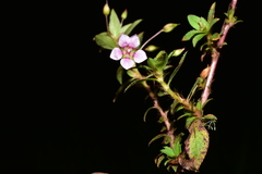 Sauvagesia erecta