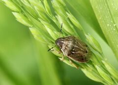 Neottiglossa pusilla