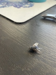 Calliphora vomitoria