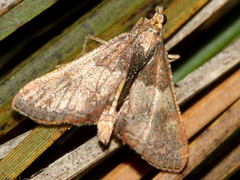 Endotricha ignealis