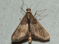 Endotricha ignealis